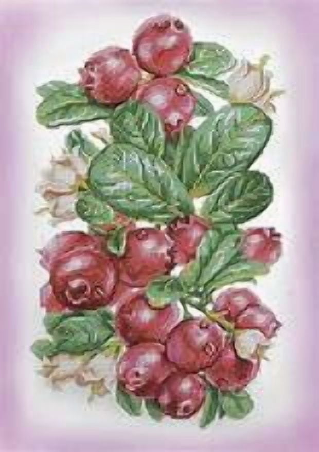 Alya Nature's Scents Automatic Spray Air Freshener, Mixed Berries, 6 oz
